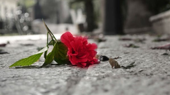 Pink rose fallen on sidewalk