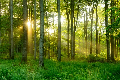 Sun shining through the woods