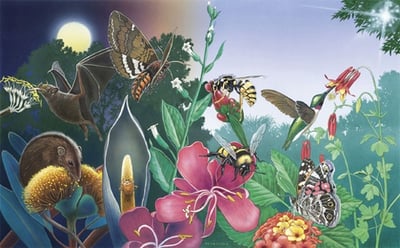 Illustration of bees pollinating flowers. Link goes to FWS' page on pollinators.
